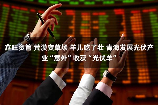 鑫旺资管 荒漠变草场 羊儿吃了壮 青海发展光伏产业“意外”收获“光伏羊”